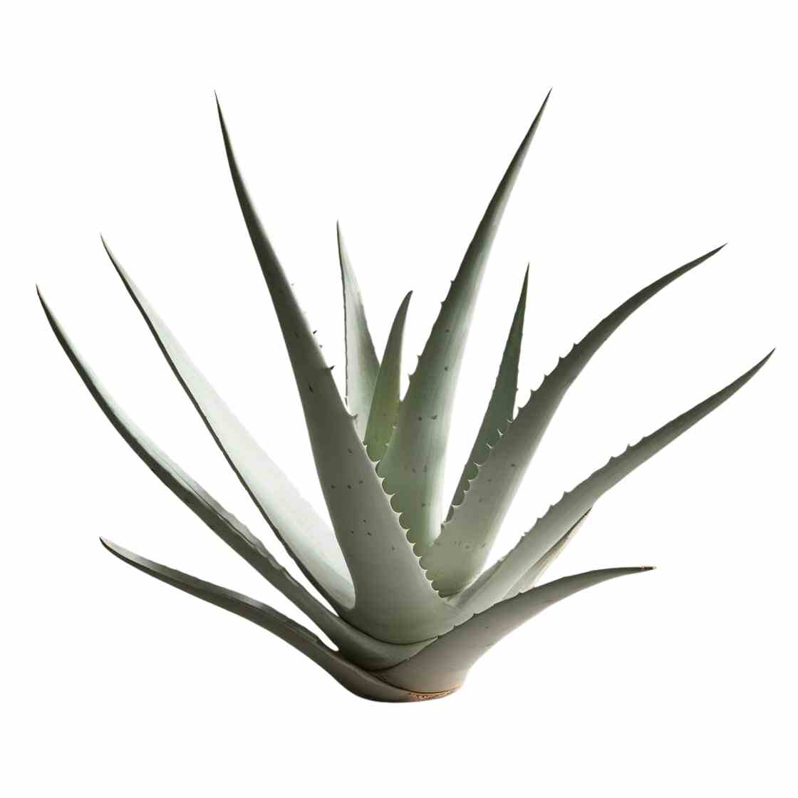 aloe vera_1